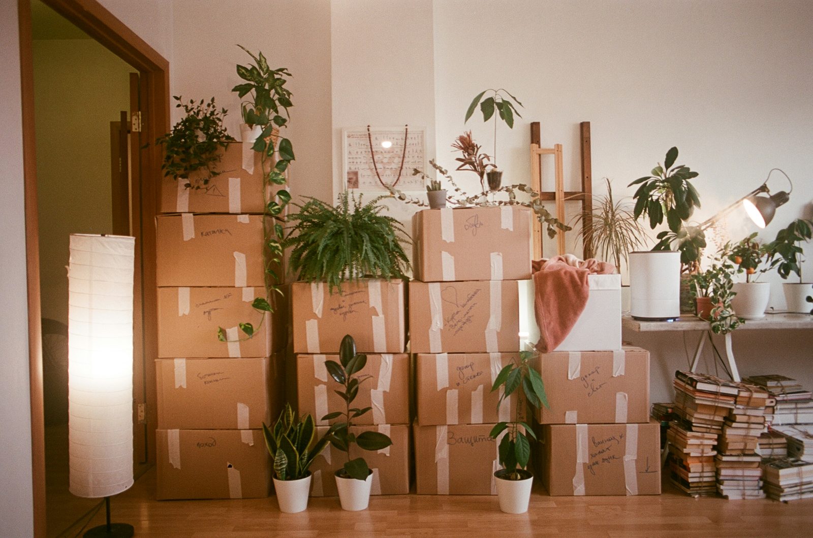 A room full of taped-up moving boxes with house plants standing on and between them