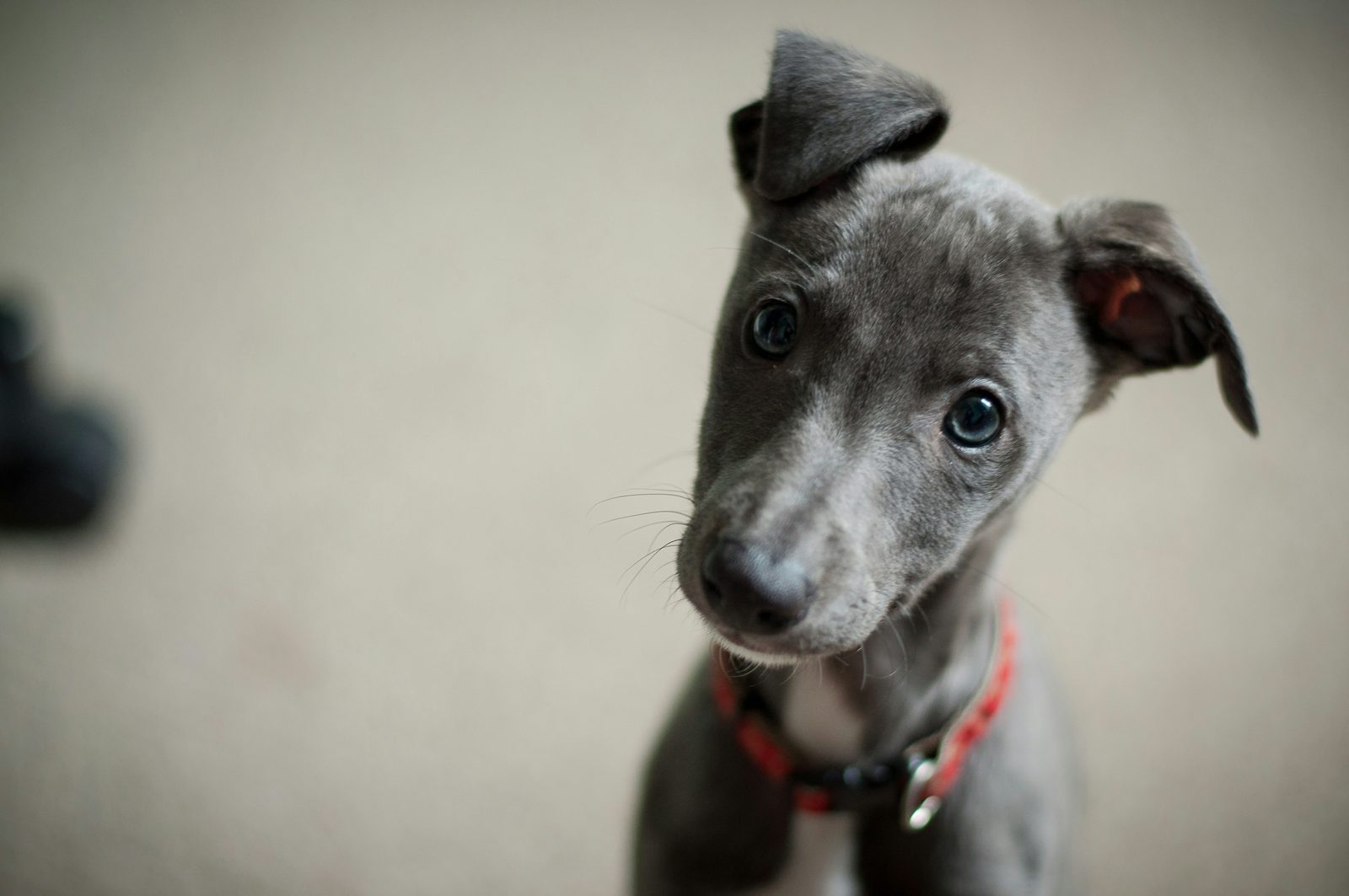 A grey Italian greyhound puppy with a red collar tilting its head and looking straight into the camera, one ear folded over